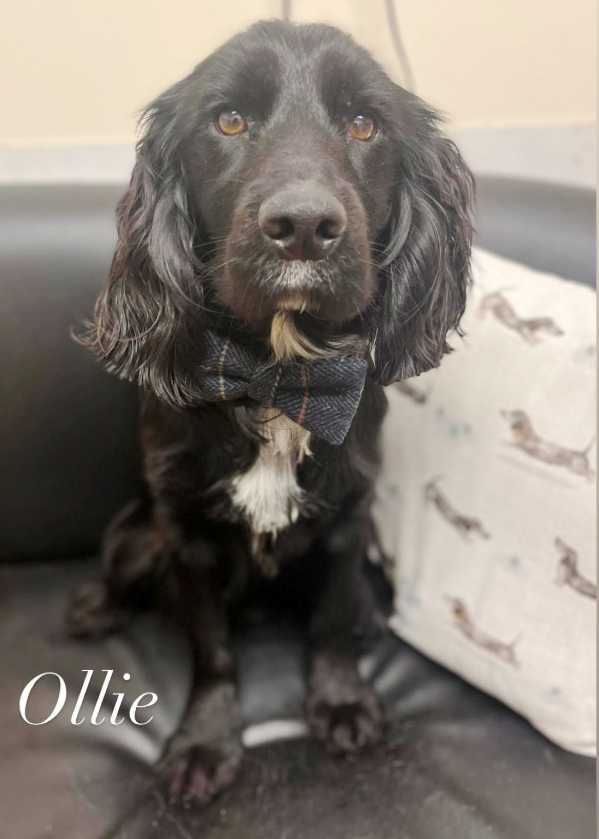 Ollie (I’m now adopted)