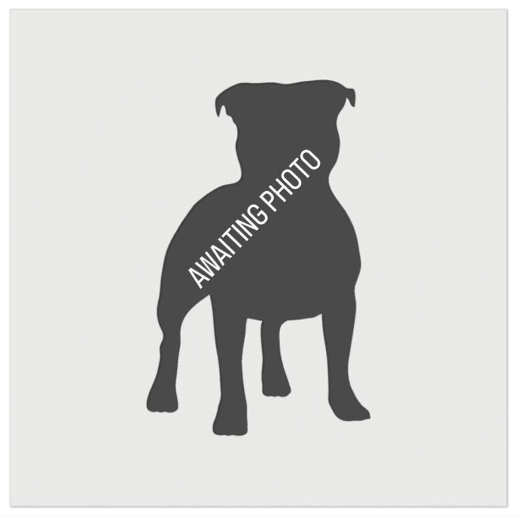 Edna, a 12 years old female Staffordshire Bull Terrier available for adoption from HW Animal Rescue in Herefordshire