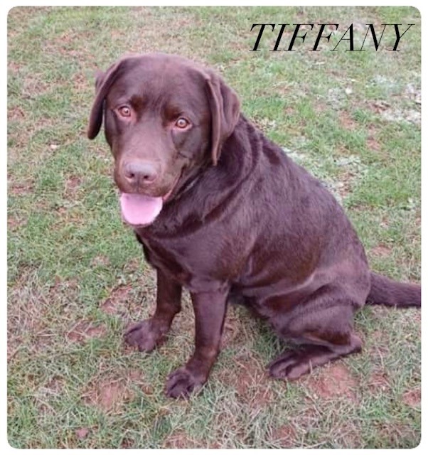 Tiffany – now adopted!