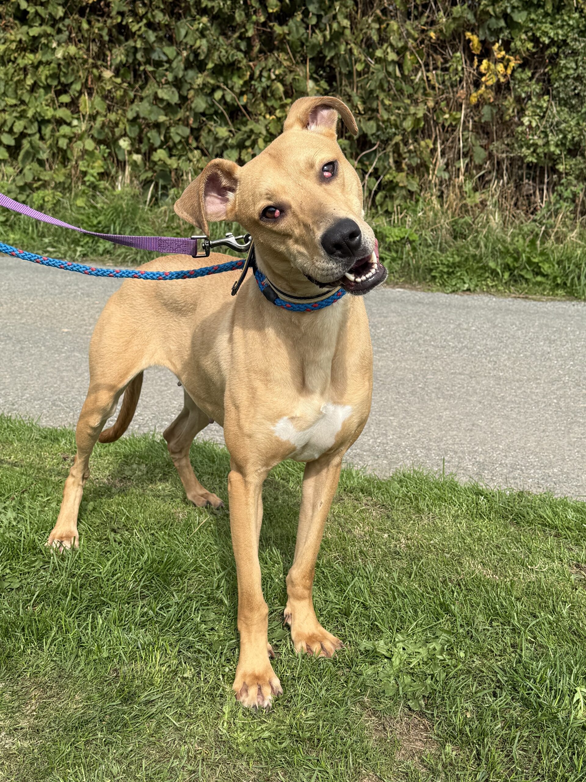 Laurel – NOW ADOPTED
