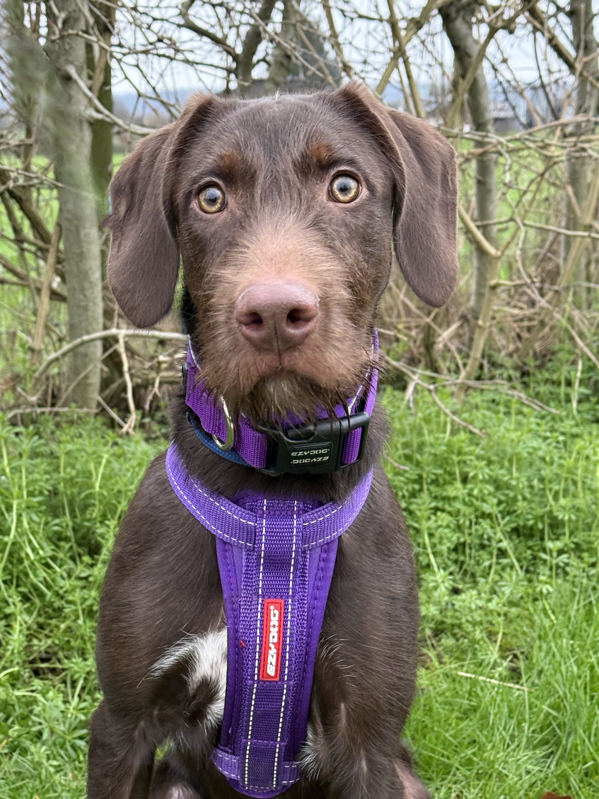 Izzy – NOW ADOPTED!