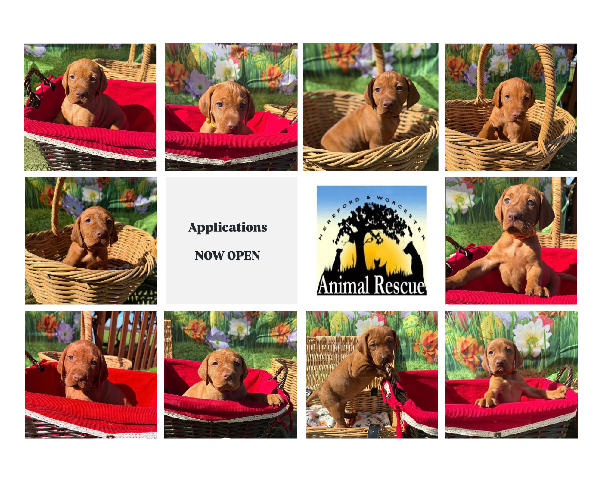 Vizsla litter – NOW RESERVED