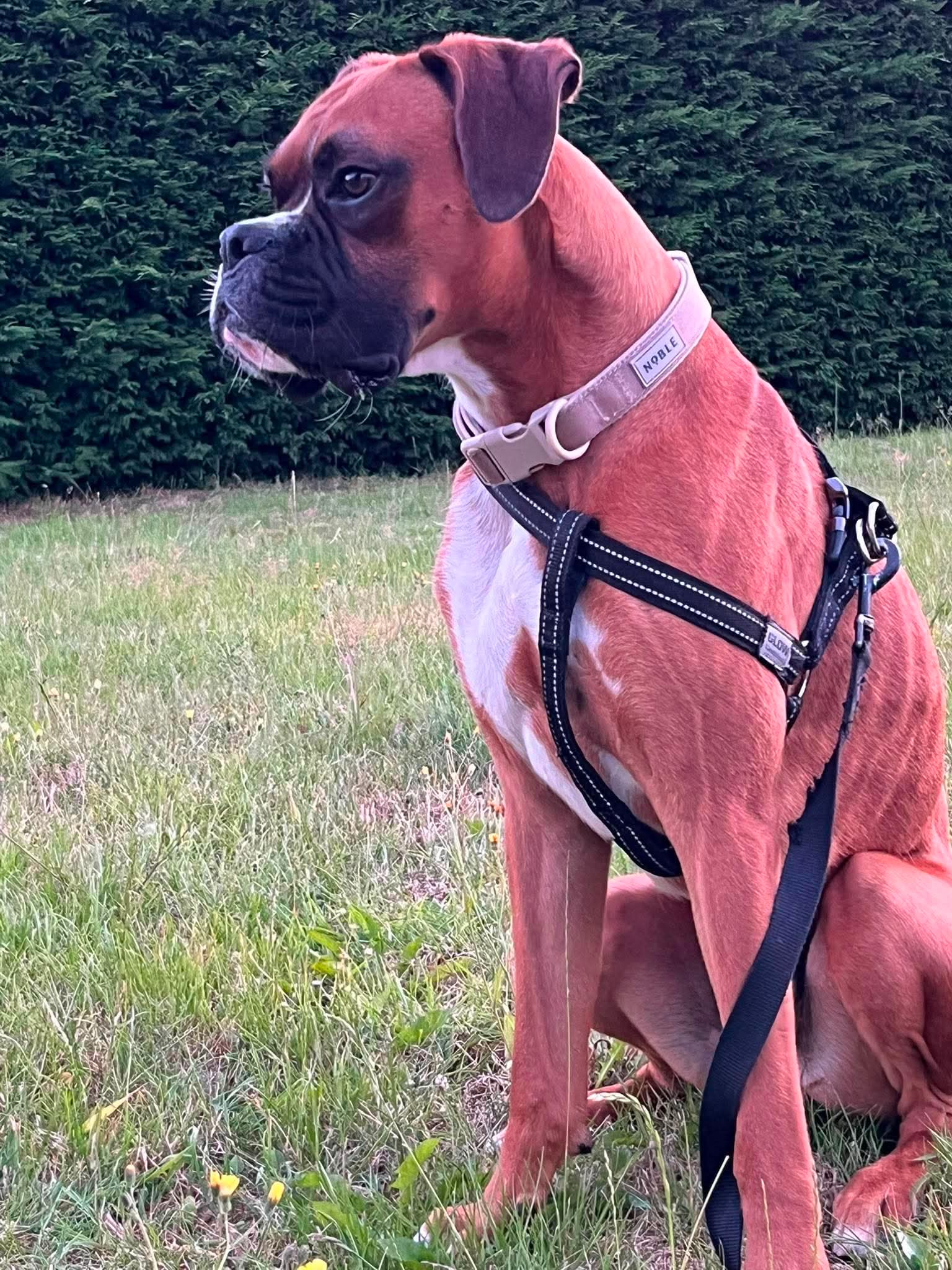 Rolo – now adopted!