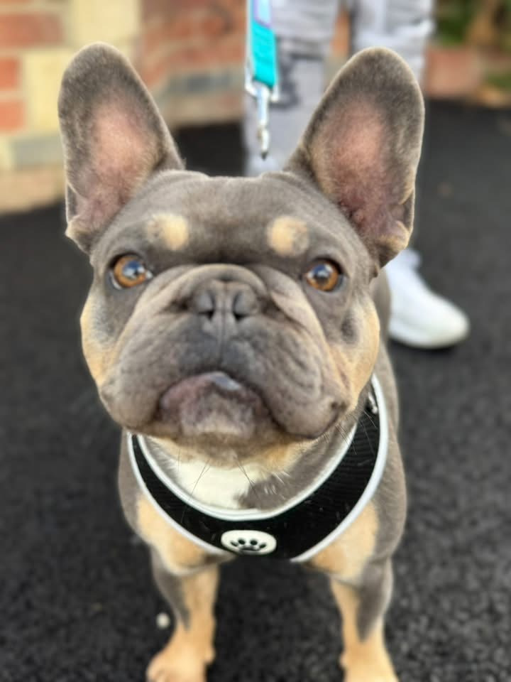Gizmo, a 2 years old male French Bulldog available for adoption from HW Animal Rescue in Herefordshire